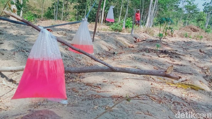 Warga Klaten memasang plastik berisi air berwarna merah untuk menakut-nakuti monyet, Kamis (5/10/2023).