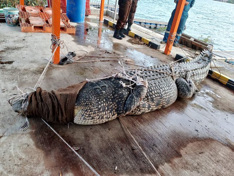 BKSDA Kaltim evakuasi buaya Riska di Bontang. BKSDA Kaltim evakuasi buaya Riska di Bontang.