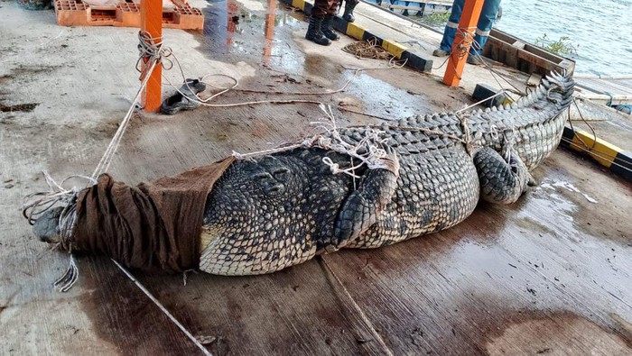 BKSDA Kaltim evakuasi buaya Riska di Bontang.