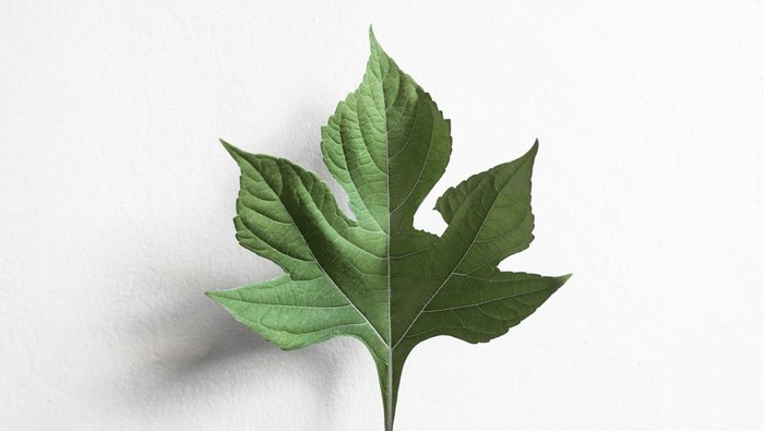 6 Manfaat Daun Insulin untuk Tubuh, Salah Satunya Cegah Diabetes