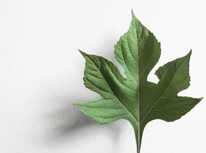 6 Manfaat Daun Insulin untuk Tubuh, Salah Satunya Cegah Diabetes