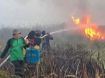Siasat Pemburu Pakai Obat Nyamuk Demi Bakar Ratusan Hektare TN Way Kambas