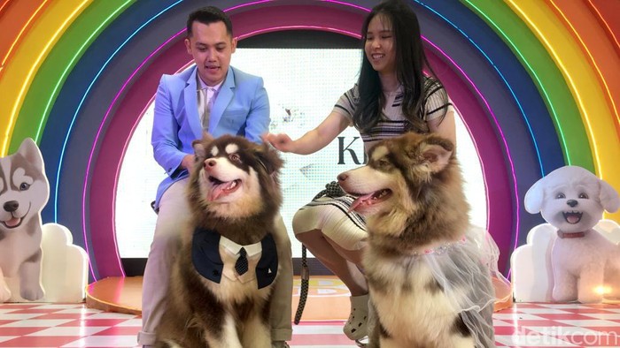 Kemeriahan pernikahan anjing di Surabaya