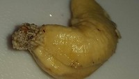 Perhatikan makanan yang telah disimpan lama sebelum hendak di lahap. Netizen ini hampir menelan sekelompok belatung saat asyik ngemil kacang mete. Foto: Bored Panda