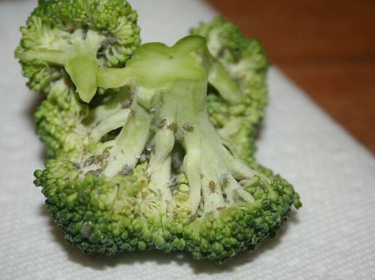 Jijik! Alami Momen Apes, 10 Makanan Netizen Diganggu Serangga