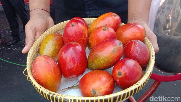 Mangga Garifta Merah Indramayu