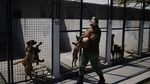 Melihat Pendidikan Dasar Anjing Pelacak di Meksiko