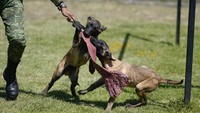 Ketika anak-anak anjing berumur empat bulan, pelatihan dasar berakhir dan mereka pindah ke unit militer lain untuk menjadi spesialis dalam pendeteksian obat-obatan atau bahan peledak, dalam pencarian dan penyelamatan atau dalam perlindungan dan keamanan.  