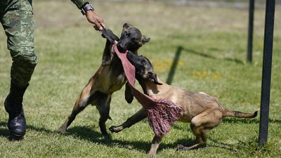 Melihat Pendidikan Dasar Anjing Pelacak di Meksiko