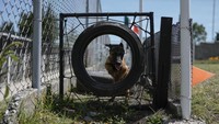 Didirikan pada tahun 1998, pusat ini sebelumnya telah memproduksi ras seperti Anjing Gembala Jerman dan Rottweiler. Kini, mereka secara eksklusif membiakkan Malinois Belgia – sekitar 300 ekor per tahun.  
