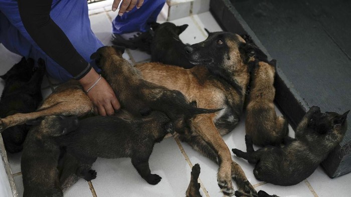 Belgian Malinois puppies run through a training circuit as part of their training, to become rescue or detector dogs, at the Mexican Army and Air Force Canine Production Center in San Miguel de los Jagueyes, Mexico, Tuesday, Sept. 26, 2023. K-9 units are key for some of the armed forces activities, like detection of drugs, and some born at the center are trained to detect fentanyl. (AP Photo/Eduardo Verdugo)