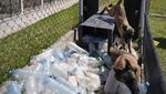 Melihat Pendidikan Dasar Anjing Pelacak di Meksiko