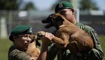 Melihat Pendidikan Dasar Anjing Pelacak di Meksiko