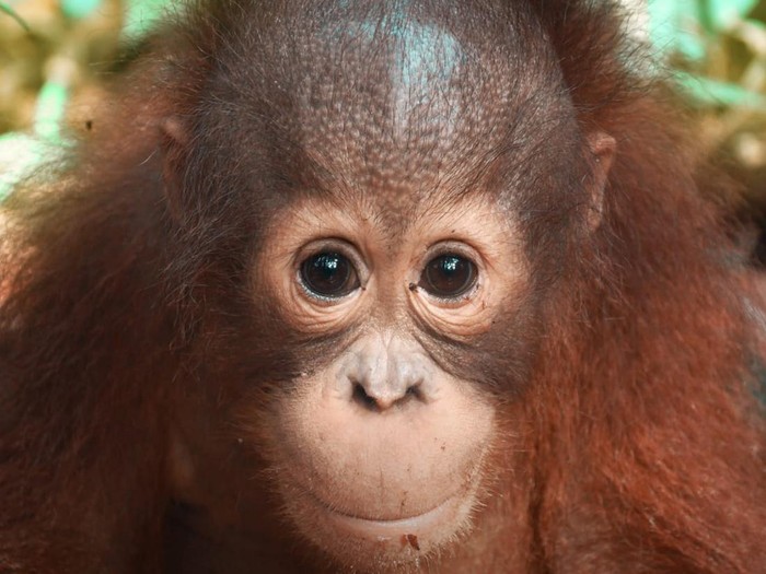 Orangutan di film Petualangan Sherina 2