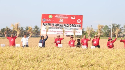 Panen padi organik varietas lokal Mentik Susu di Subak Bengkel, Desa Bengkel, Kecamatan Kediri, Tabanan, Bali, pada Jumat (6/10/2023). (Foto: Humas Pemkab Tabanan)