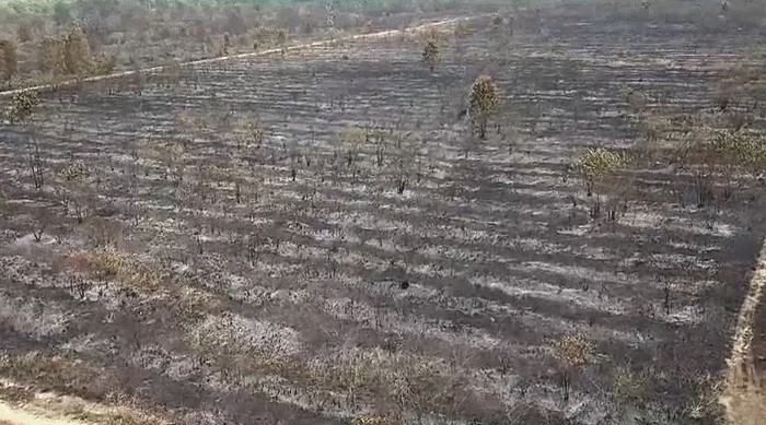 Penampakan kebakaran lahan di TN Way Kambas