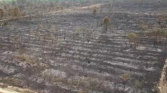Penampakan kebakaran lahan di TN Way Kambas