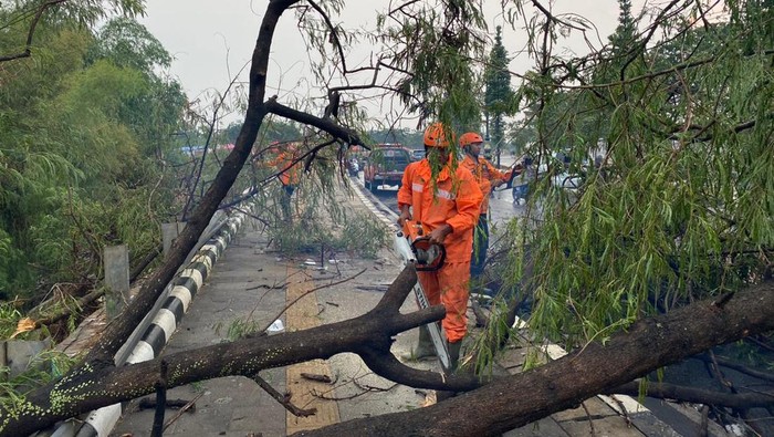 Pohon tumbang di Stadion Pakansari bogor