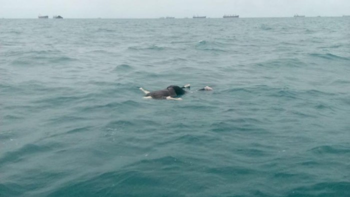 Warga di Kabupaten Tanah Laut, Kalimantan Selatan (Kalsel) dibuat geger dengan penemuan mayat pria tanpa identitas mengambang di tengah laut.