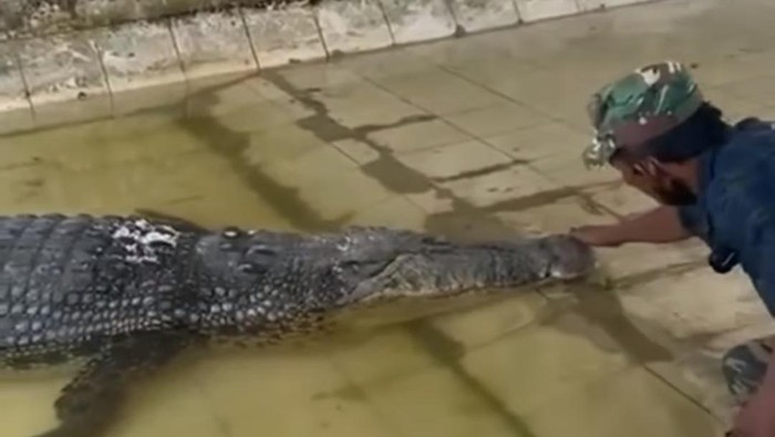 Viral di media sosial (medso) buaya bernama Riska tidak mau makan saat dikunjungi Ambo di penangkaran Teritip, Balikpapan, Kalimantan Timur (Kaltim).