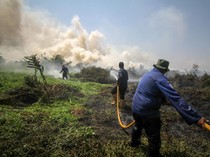 Kebakaran Lahan Makin Banyak, Kini Terjadi di Sidoarjo