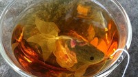 Tak ingin teh celupnya hadir dengan penampilan biasa, produsen ini membuat kantung teh berbentuk ikan. Dengan begitu ada nuansa kolam ikan kecil saat konsumennya menyeruput teh hangat. Foto: Bored Panda