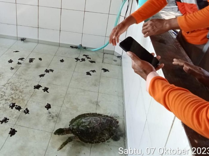 Penyu sisik yang terdampar di Pantai Mlarangan Asri, dievakuasi ke tempat penangkaran penyu di Pantai Trisik, Kabupaten Kulon Progo, DIY, Sabtu (7/10/2023) siang.
