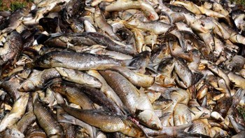 Foto tanggal 1 Juli 2019 ini menunjukkan ikan mati menumpuk di dekat laguna di tenggara Prancis. Gelombang panas yang berkepanjangan menurunkan kadar oksigen di laguna, menyebabkan kematian beberapa ton ikan. Foto: CBS News