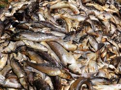 Menakjubkan Sekaligus Mengerikan, Potret Parahnya Perubahan Iklim