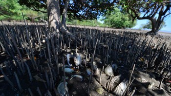 Sebuah pantai di Teluk Fonseca, Honduras, dipenuhi cangkang moluska mati. Pihak berwenang Honduras sedang menyelidiki peningkatan angka kematian yang jarang terjadi ini, dan penduduk setempat mencurigai perubahan iklim sebagai penyebab kematian besar-besaran pada kerang, kerang, dan moluska lainnya. Foto: CBS News