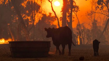 Kebakaran Alisal, dekat Goleta, California, memicu penutupan jalan bebas hambatan dan evakuasi pada 12 Oktober 2021. Kobaran api dipicu oleh angin kencang di lahan yang dilanda kekeringan. Foto: CBS News