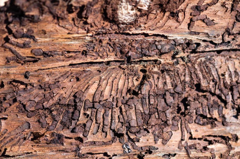 Potret perubahan iklim