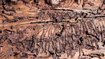 Lahan hutan yang kering lebih rentan terhadap hama seperti kumbang kulit kayu. Puluhan ribu ekosistem hutan di Amerika Utara dan Eropa telah secara permanen dirusak oleh kumbang kulit kayu. Pada foto tampak saluran makan kumbang kulit kayu di pohon cemara mati di kawasan pegunungan Harz pada 7 Mei 2020, dekat Wernigerode, Jerman. Foto: CBS News