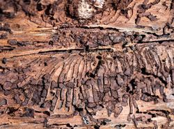 Menakjubkan Sekaligus Mengerikan, Potret Parahnya Perubahan Iklim