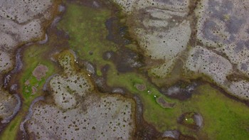 Dalam pemandangan udara ini, domba merumput di rawa-rawa hijau di samping lahan yang jauh lebih kering dan kurang bervegetasi tidak jauh dari surutnya gletser Breidamerkurjokull pada 18 Agustus 2021, dekat Hof, Islandia. Foto: CBS News