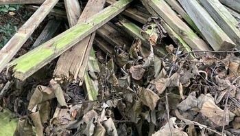 Ada juga yang suka sembarangan membuang kayu ke lahan. Foto: Bored Panda
