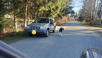 Tetangga malas yang membawa anjing pakai mobil. Foto: Bored Panda