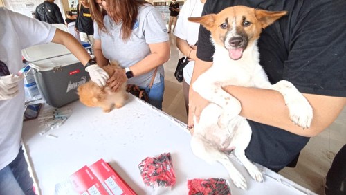 Beberapa ekor anjing yang mendapatkan vaksinasi pada peringatan World Rabies Day (WRD) 2023 di wantilan Setra Agung, Jalan Imam Bonjol Denpasar, Bali pada Sabtu (7/2023).
