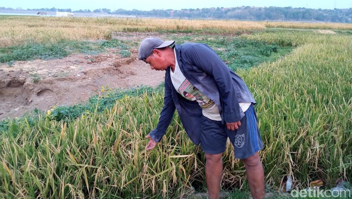 Warga memanfaatkan lahan kering di waduk Setupatok untuk menanam padi