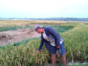 Air Menyusut, Waduk Setupatok Cirebon Disulap Jadi Lahan Pertanian