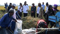 Jokowi mengaku senang produksi beras di wilayah ini bisa menghasilkan 9 ton per hektare. Namun, kata Jokowi, jumlah itu menurun dari produksi di semester tahun lalu.  