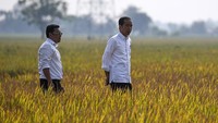 Jokowi mengatakan dampak El Nino berpengaruh pada hasil panen. Karena itulah, kata Jokowi, pemerintah harus menyiapkan stok beras hingga akhir tahun.   