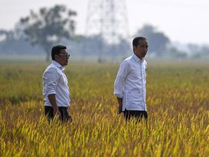 Sssttt... Jokowi Ternyata Lagi Senang Banget Nih Usai Cek Panen Padi, Ada Apa?