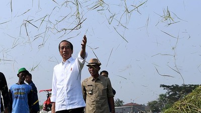 Ditemani Plt Mentan, Jokowi Panen Raya Padi di Subang