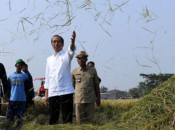 Presiden Joko Widodo (ketiga kanan) didampingi Plt Menteri Pertanian Arief Prasetyo Adi (kedua kiri) meninjau panen padi di area persawahan Kelompok Tani Mukti Tani IV, Desa Ciasem Girang, Ciasem, Subang, Jawa Barat, Minggu (8/10/2023). Dalam kesempatan itu Presiden Jokowi meninjau panen padi di sawah seluas 500 hektare dan membagikan bantuan secara langsung kepada para petani. ANTARA FOTO/Sigid Kurniawan/aww.