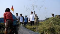 Jokowi melakukan panen raya padi di Desa Ciasem, Subang, Jawa Barat.  