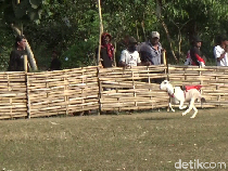 Peserta dari 3 Kabupaten Beradu Seru di Karapan Kambing Lumajang