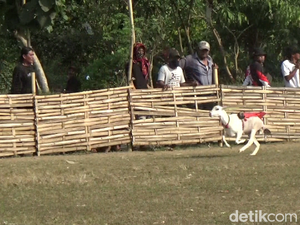 Peserta dari 3 Kabupaten Beradu Seru di Karapan Kambing Lumajang