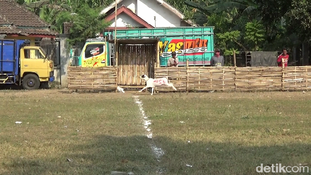 karapan kambing di Lumajang