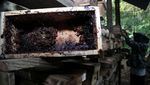 Kemarau, Produksi Madu Trigona Turun